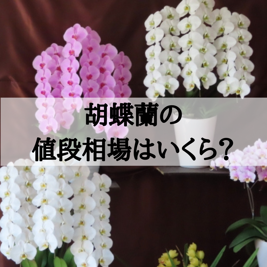 胡蝶蘭の値段相場はいくら？ – 高級胡蝶蘭＆贈答花専門店グリーンベル