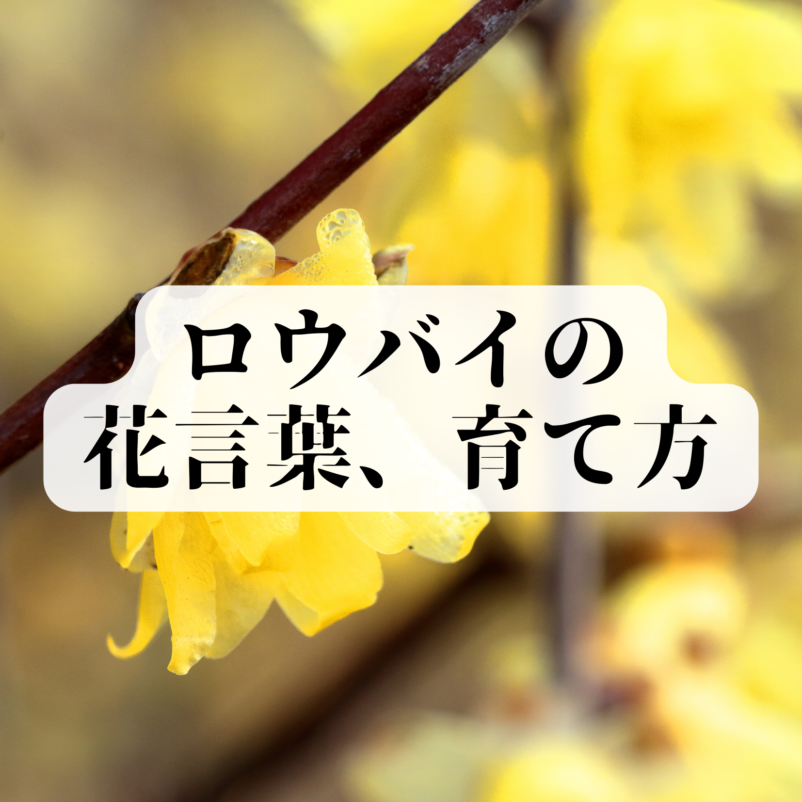 蝋梅（ロウバイ）の花言葉や生け方、育て方などご紹介】 – 高級胡蝶蘭