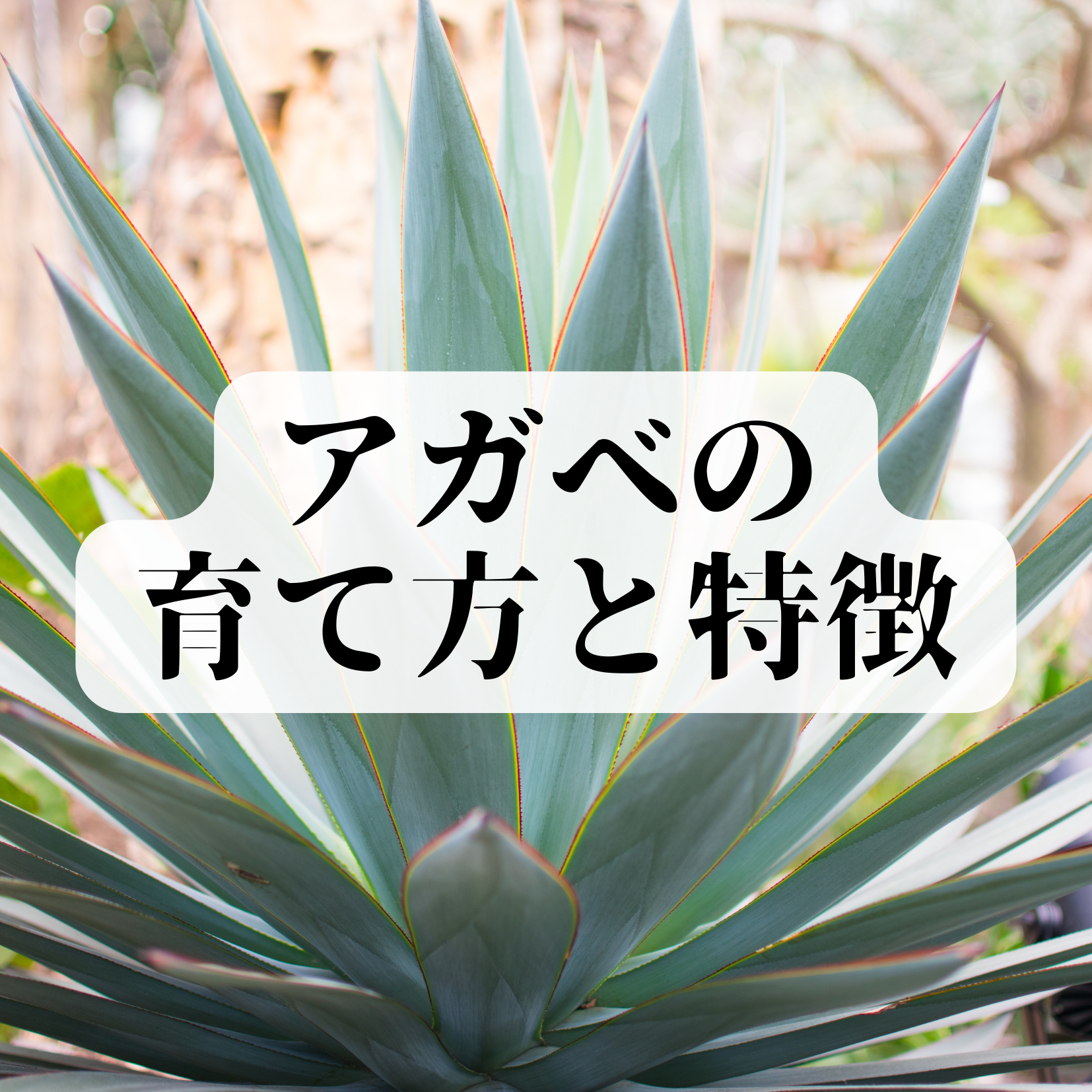 アガベの特徴と育て方、原産国について】 – 高級胡蝶蘭＆贈答花専門店