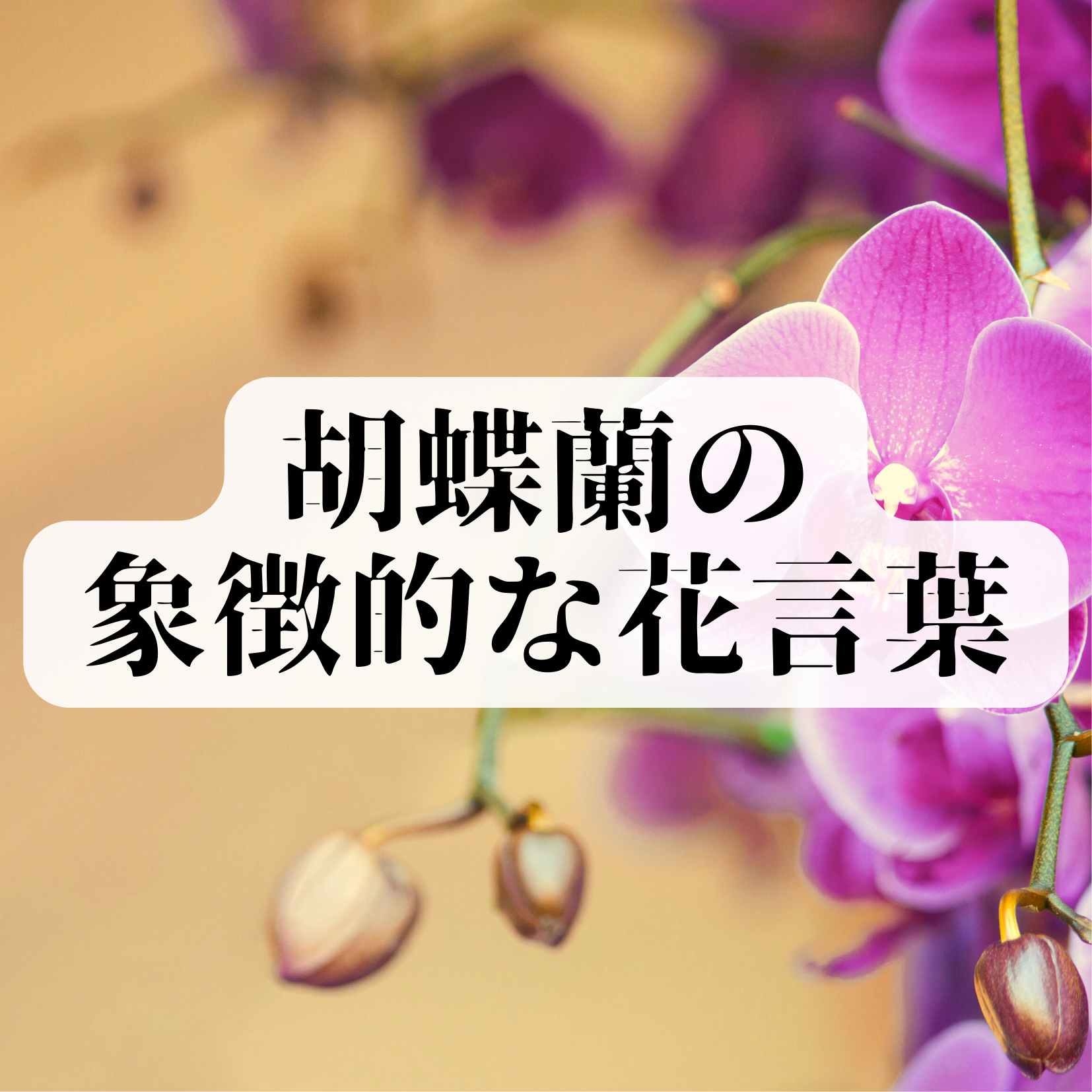 胡蝶蘭の花言葉と象徴する意味：美と高貴さを纏った魅力の花】 – 高級