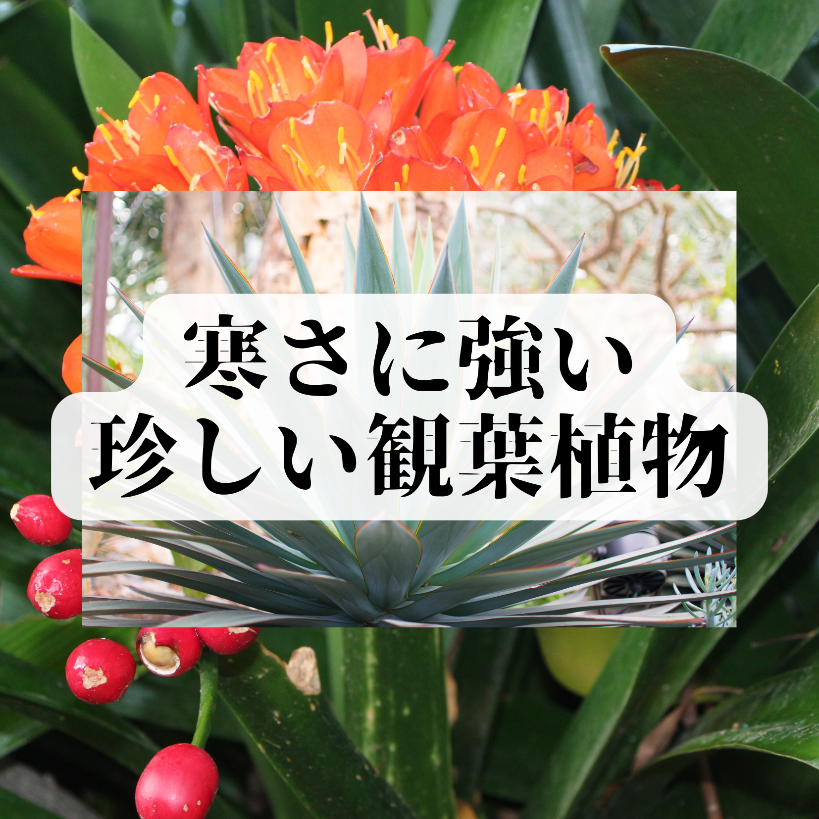 寒さに強い珍しい観葉植物その2】アガベ、ホヤ、クンシラン