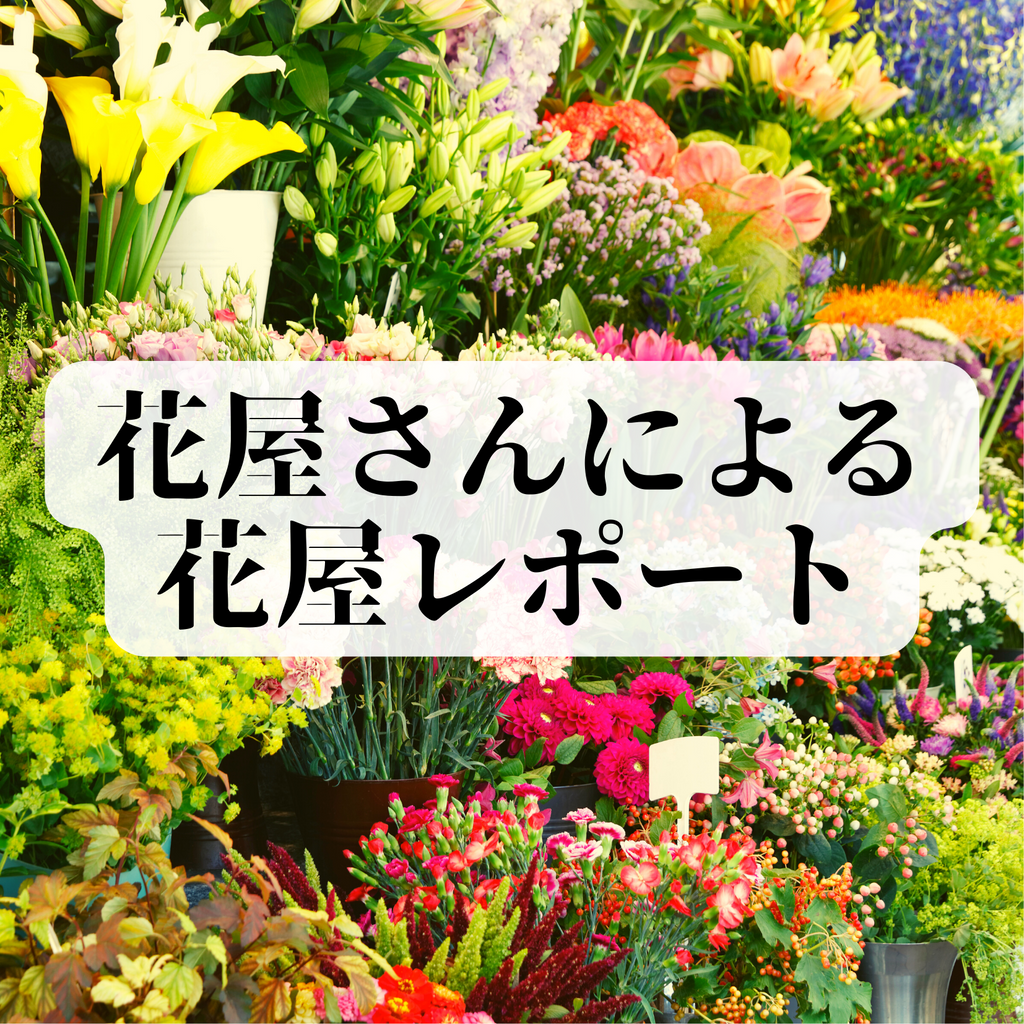 🌻花屋さんの花屋レポート9/12🌻 Nana ～Fresh & Preserved flower