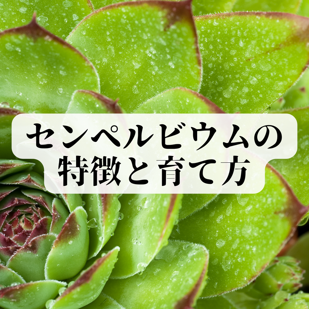 寒さに強い多肉植物特集！】センペルビウムの特徴や育て方とは？