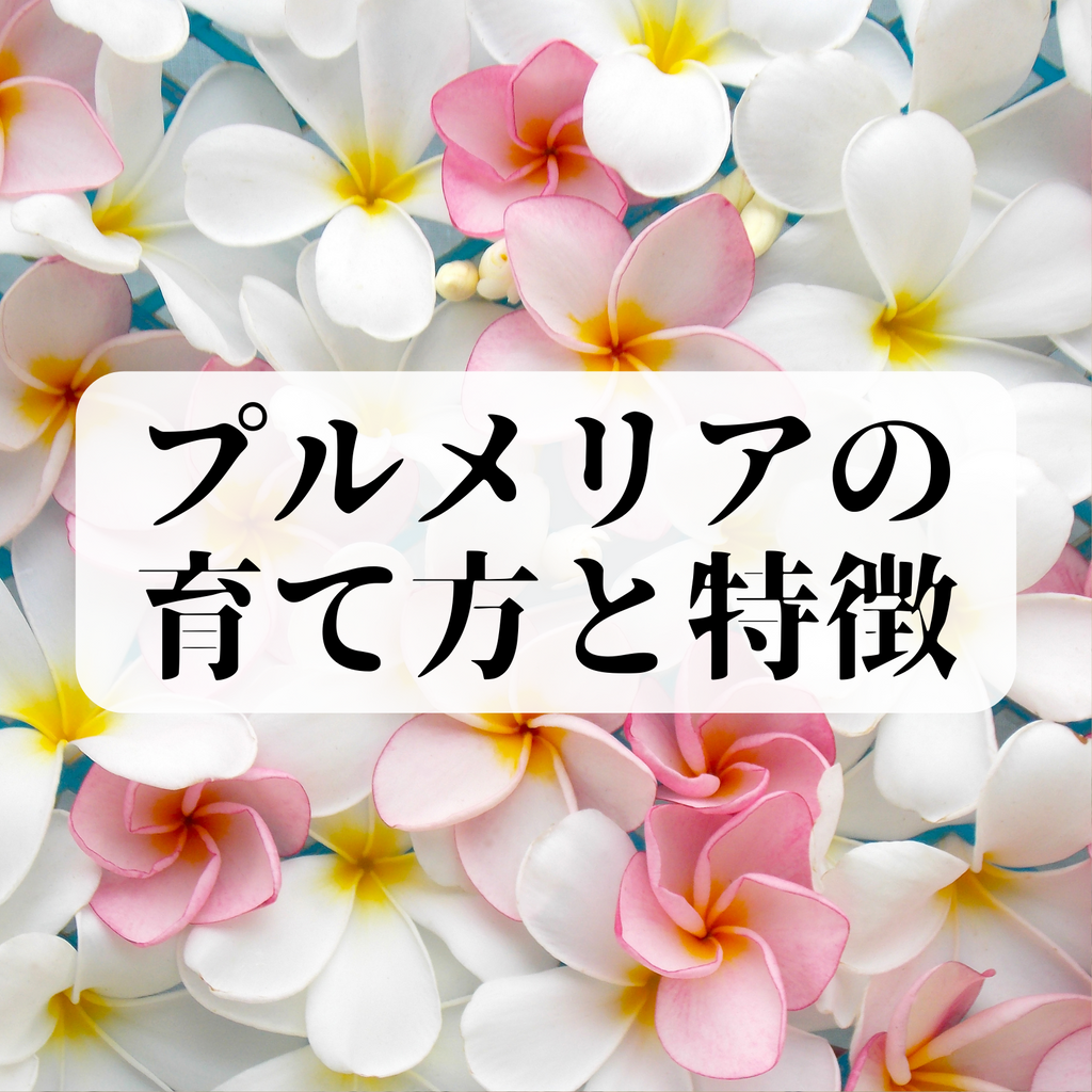プルメリア❀❀ プルメリアの日記一覧|wakabaさんの園芸日記-みんなの趣味の園芸