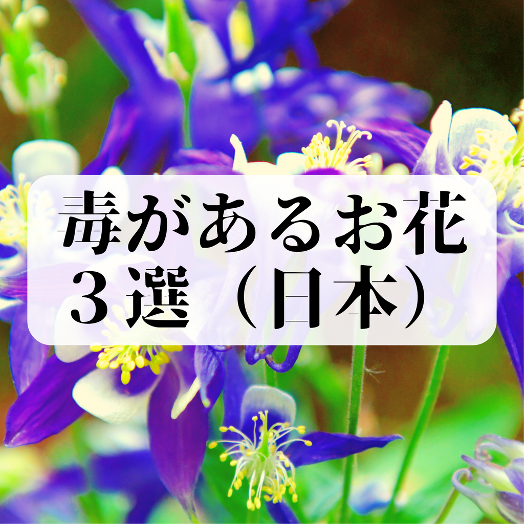 危険】日本にある『毒』を持っているお花3選 – 高級胡蝶蘭＆贈答花