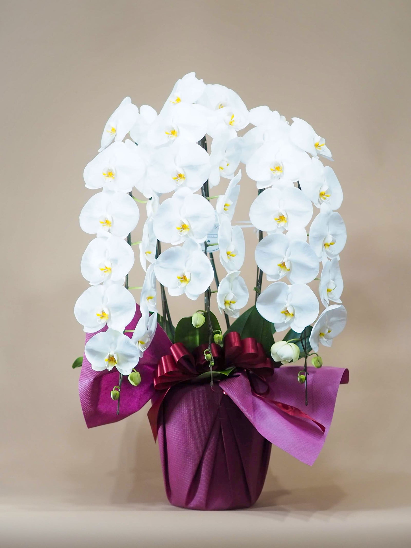 大輪胡蝶蘭3本立ち 典麗（てんれい） ｜高級胡蝶蘭・贈答生花専門店