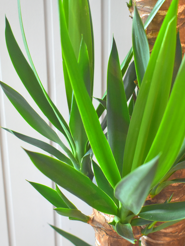 手入れが少なく育てやすい観葉植物「ユッカ(青年の木)」 |高級胡蝶 手入れが少なく育てやすい観葉植物「ユッカ(青年の木)」 |高級胡蝶