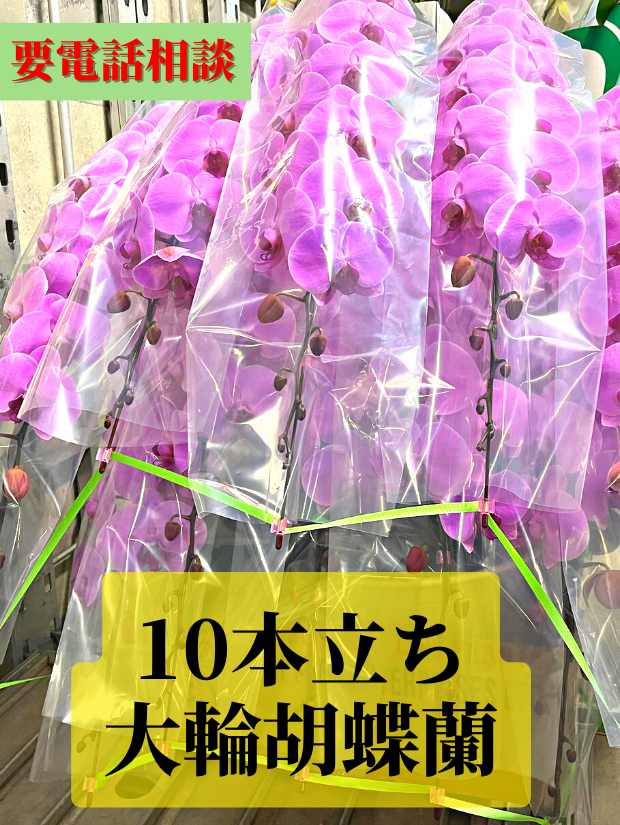 大輪胡蝶蘭10本立ち約120輪　※在庫状況はお電話にてご確認ください