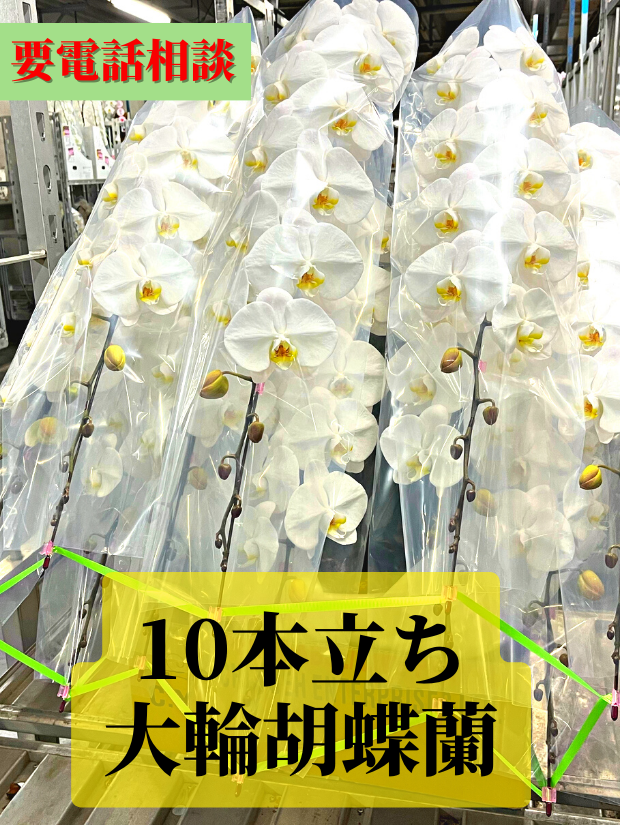 大輪胡蝶蘭10本立ち約120輪　※在庫状況はお電話にてご確認ください